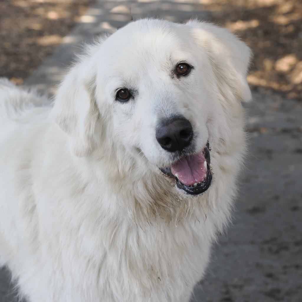 GRAND MOLLY, a Adoptable Great Pyrenees in Point Richmond, CA image 4/4
