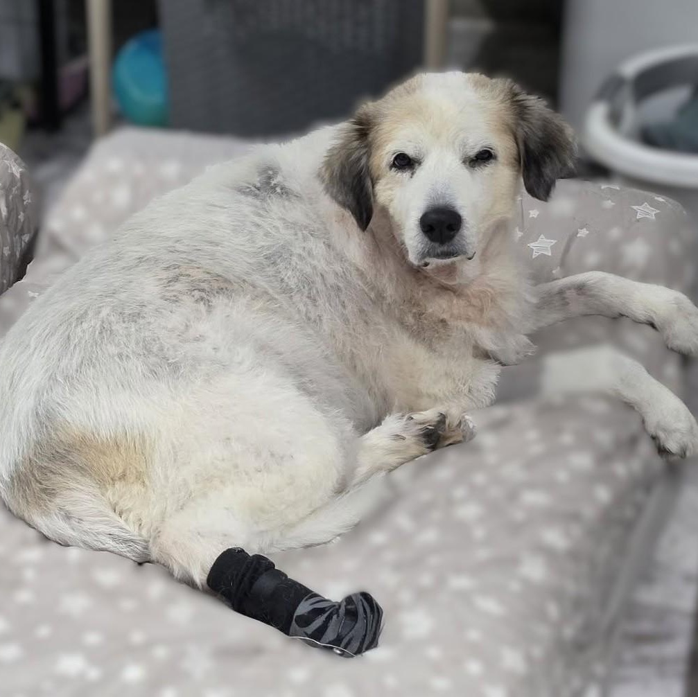 Enlarge Elsa Rose, a Adoptable Great Pyrenees in Atlanta, GA image 2/2
