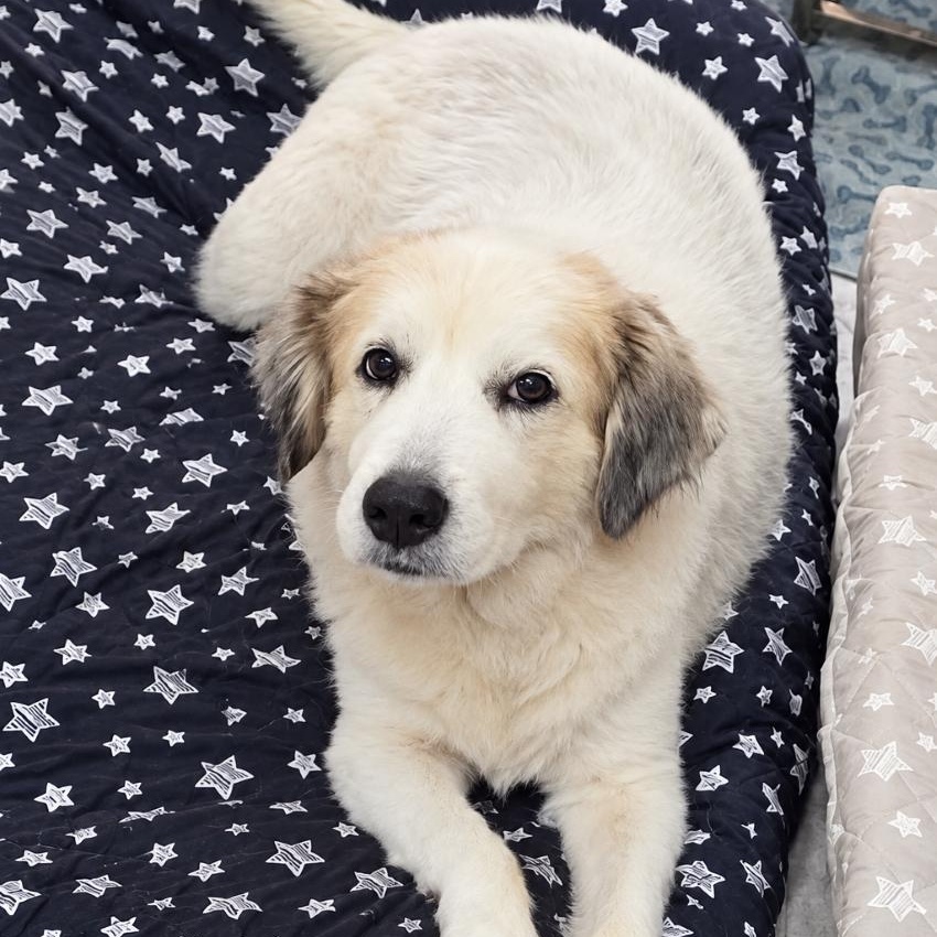 Enlarge Elsa Rose, a Adoptable Great Pyrenees in Atlanta, GA image 1/2