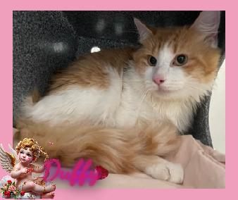 Enlarge Duffy, a ADOPTABLE Domestic Long Hair in Corinth, NY image 1/1
