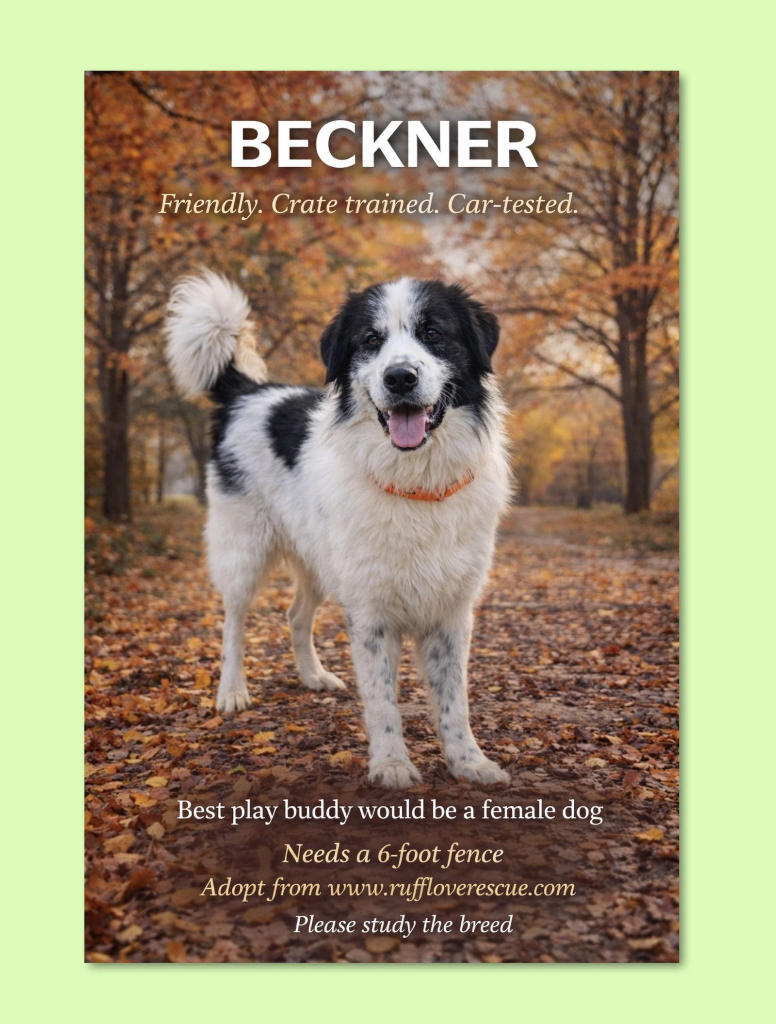 Beckner, a Adoptable Great Pyrenees in Thomasville, NC image 1/3