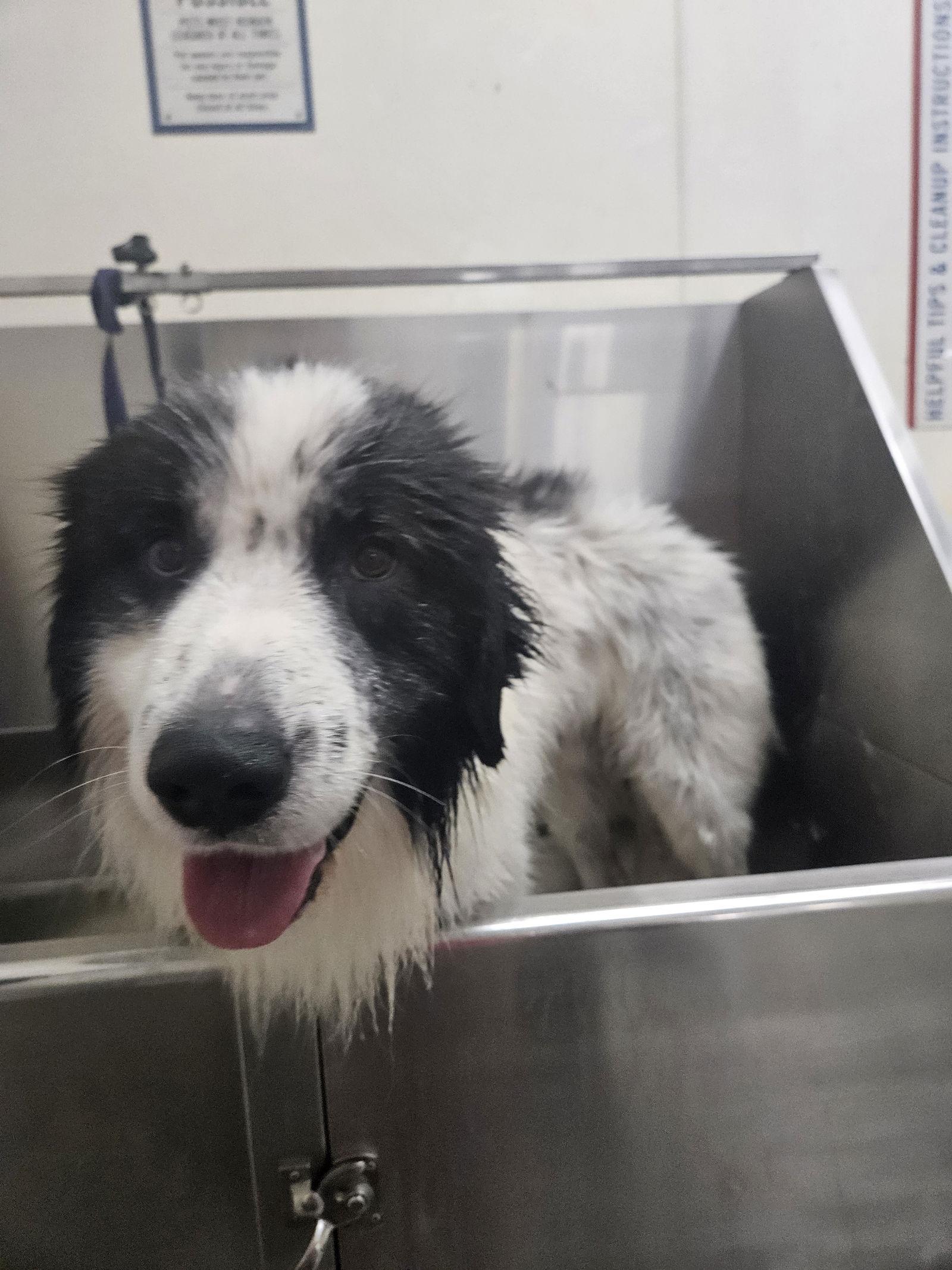 Beckner, a Adoptable Great Pyrenees in Thomasville, NC image 2/3