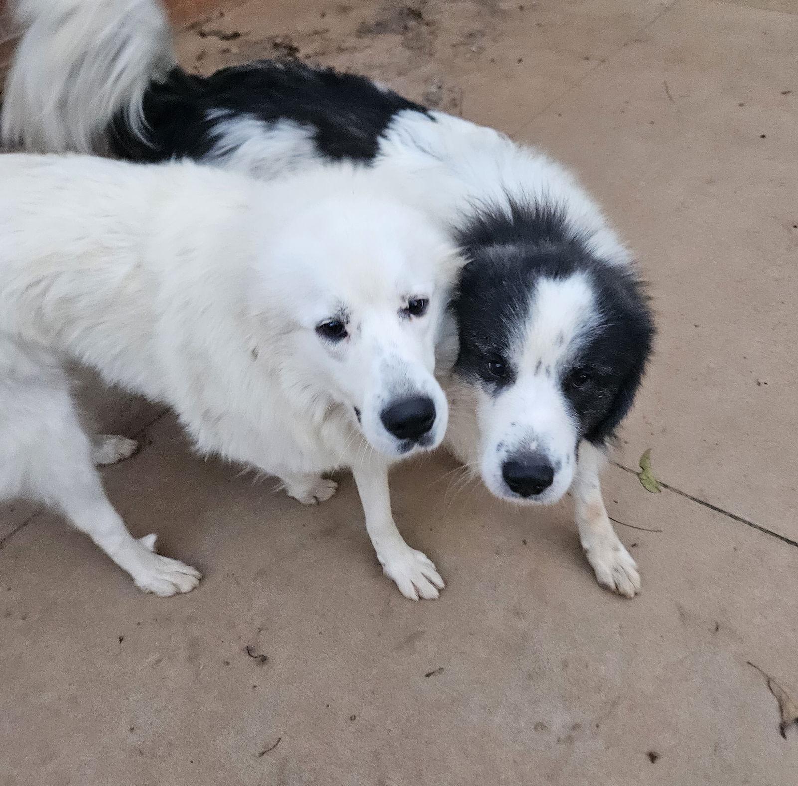 Beckner, a Adoptable Great Pyrenees in Thomasville, NC image 3/3