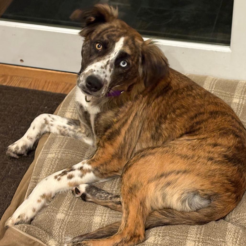 Laney, Adoptable, Young Female Flat-Coated Retriever & Mixed Breed.