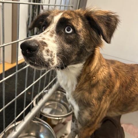 Enlarge Laney, a Adoptable mixed breed in Auburn, NH image 2/4