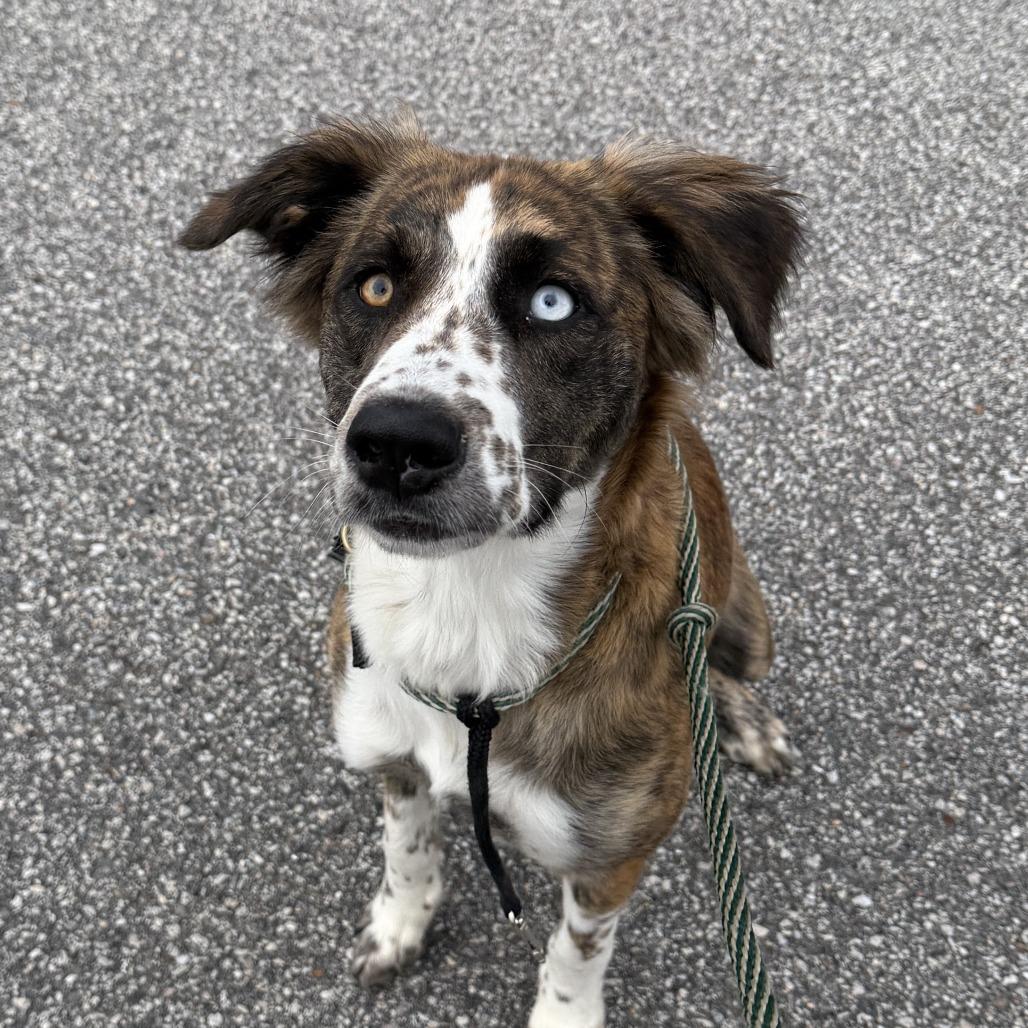 Enlarge Laney, a Adoptable mixed breed in Auburn, NH image 3/4