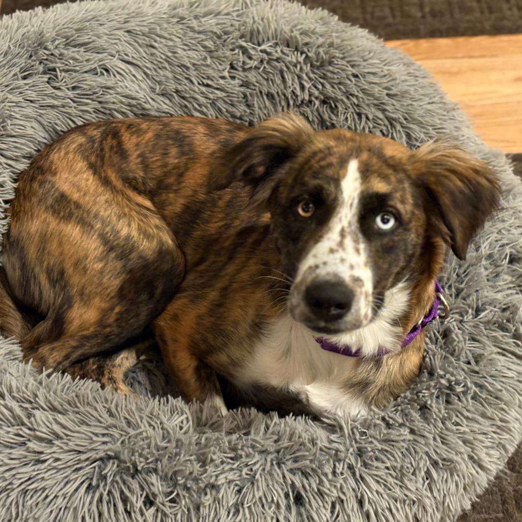 Enlarge Laney, a Adoptable mixed breed in Auburn, NH image 4/4