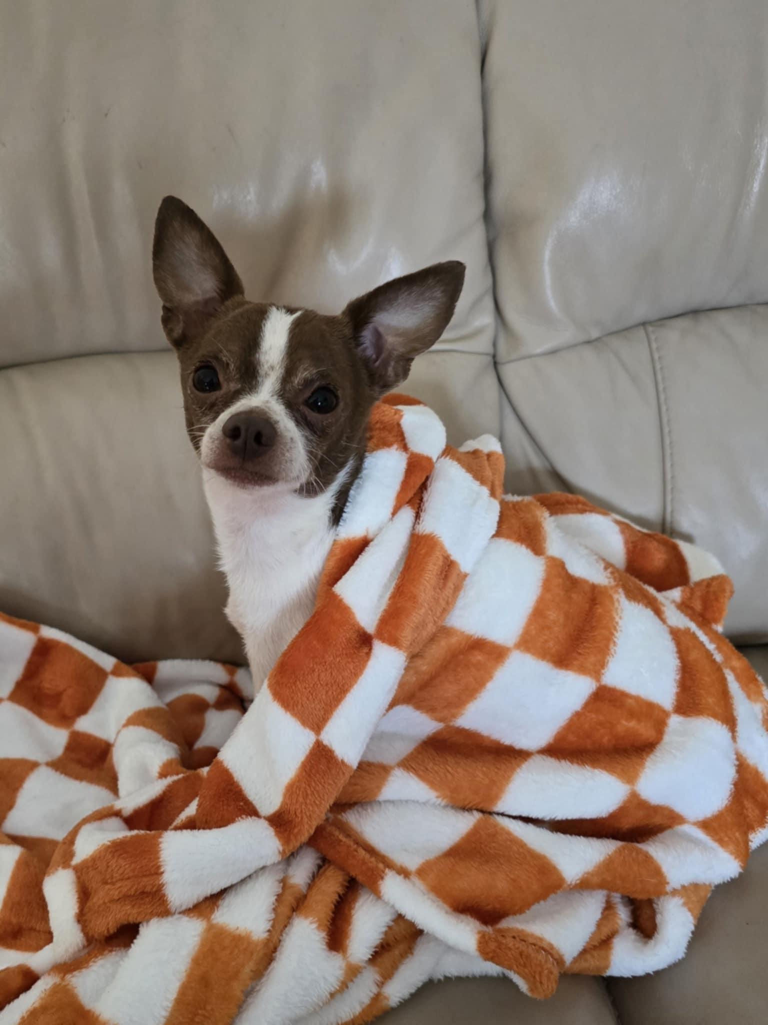 Chester, a Adoptable Chihuahua in Chatsworth, ON image 1/3