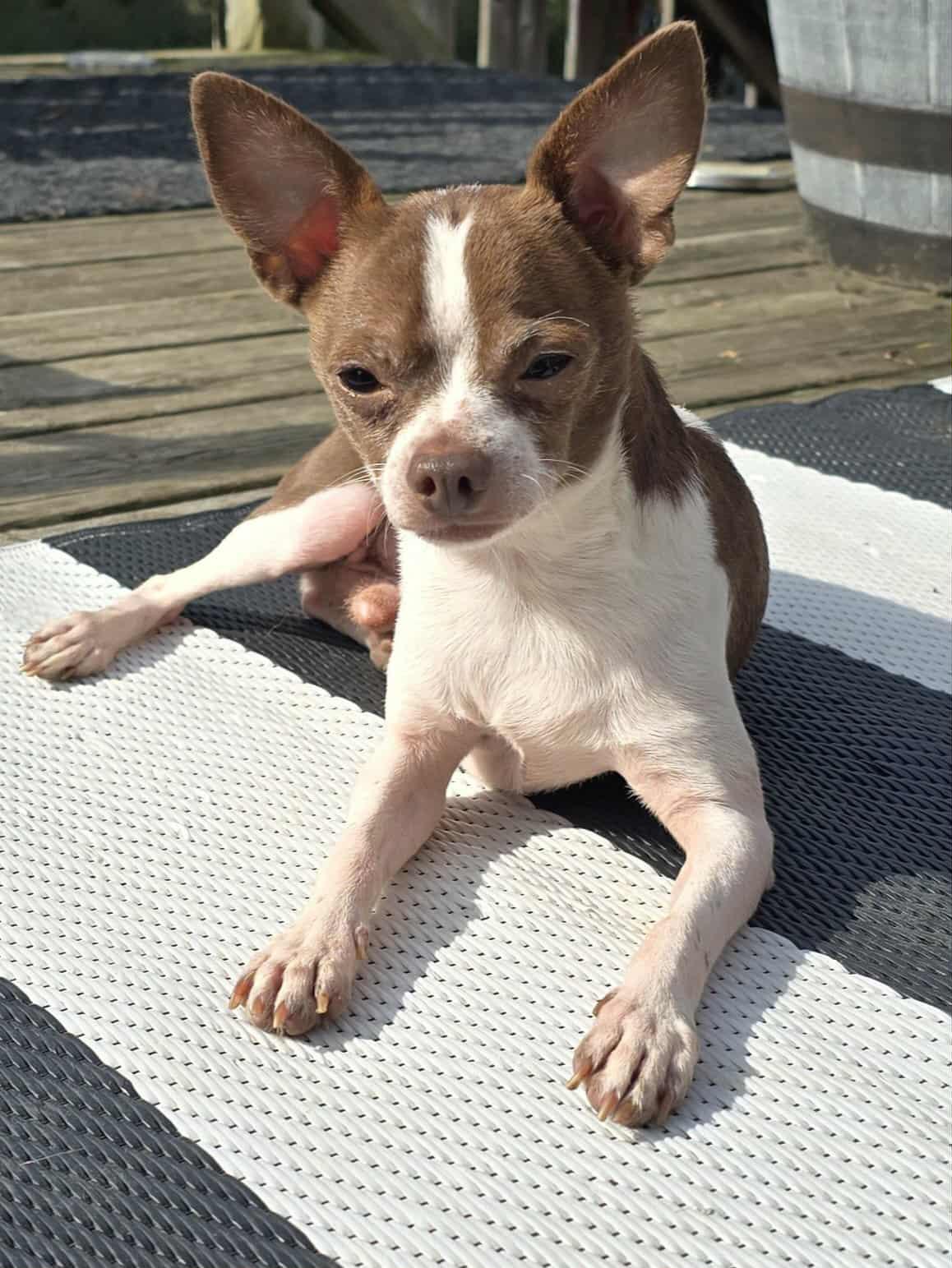 Chester, a Adoptable Chihuahua in Chatsworth, ON image 2/3