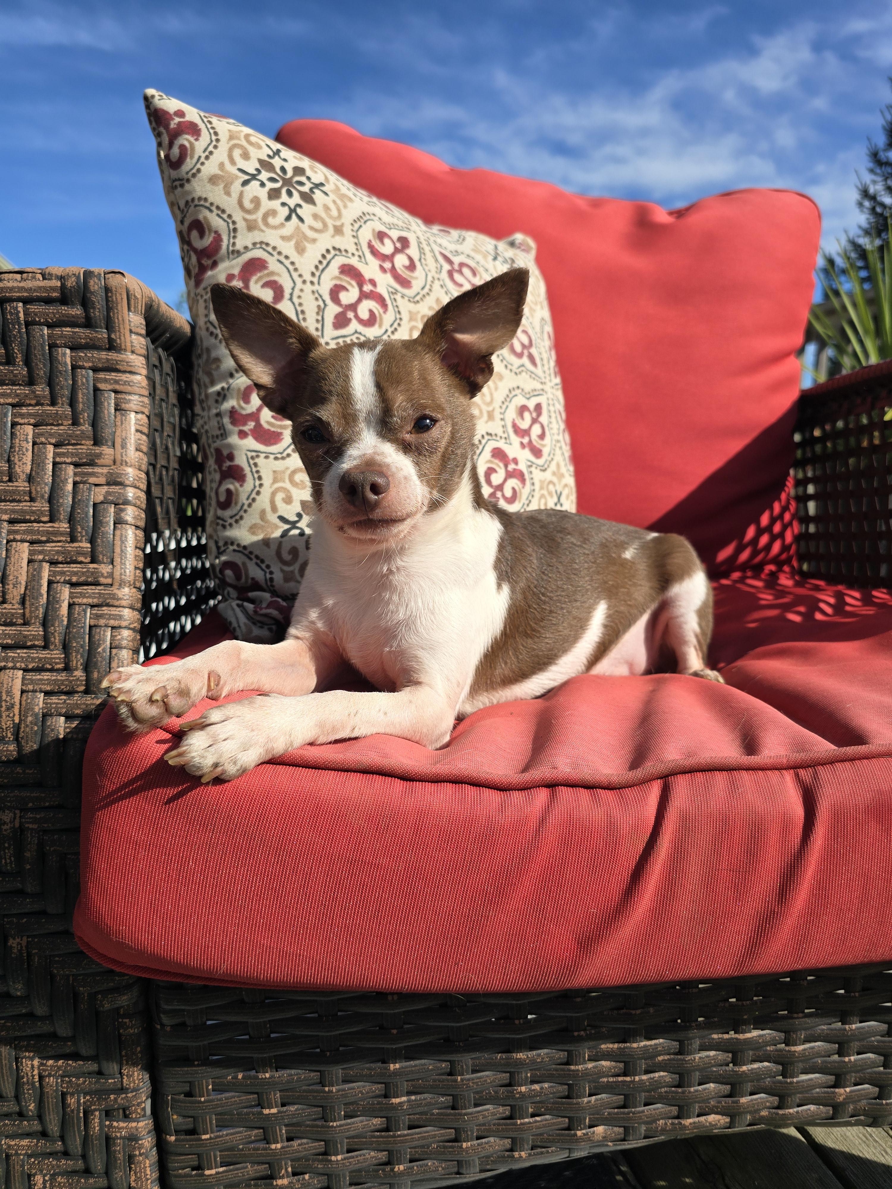 Chester, a Adoptable Chihuahua in Chatsworth, ON image 3/3