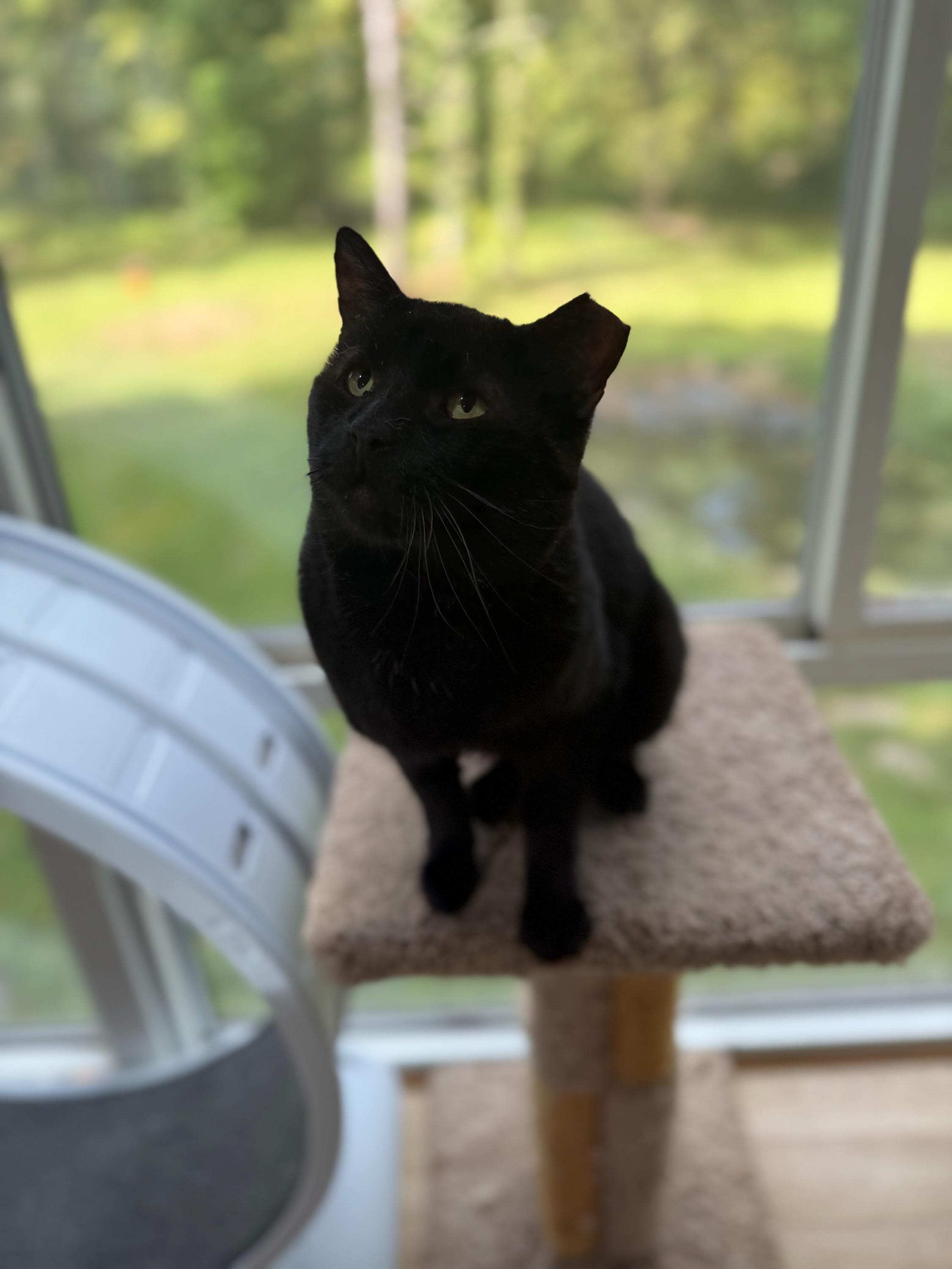 Sandwich, Adoptable, Adult Male Domestic Short Hair.