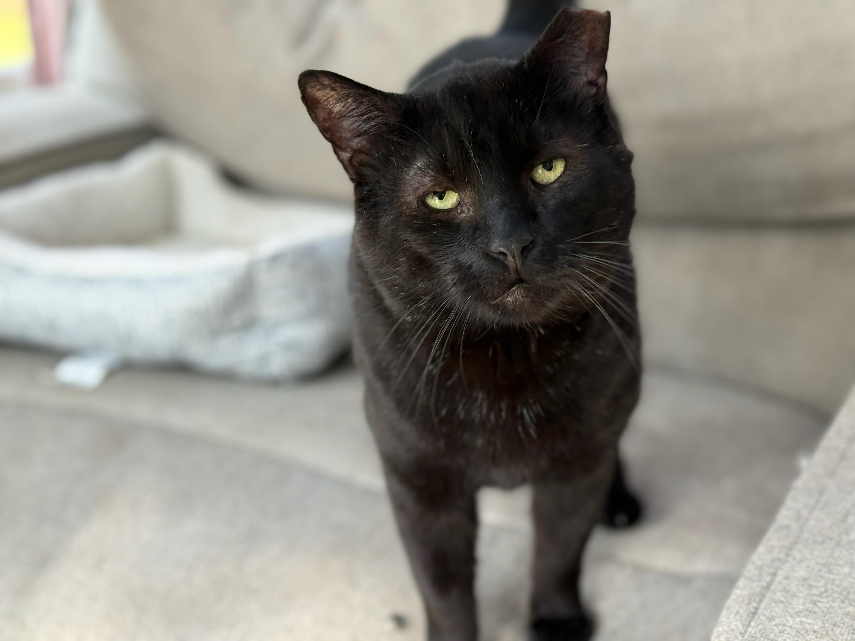 Sandwich, Adoptable, Adult Male Domestic Short Hair.