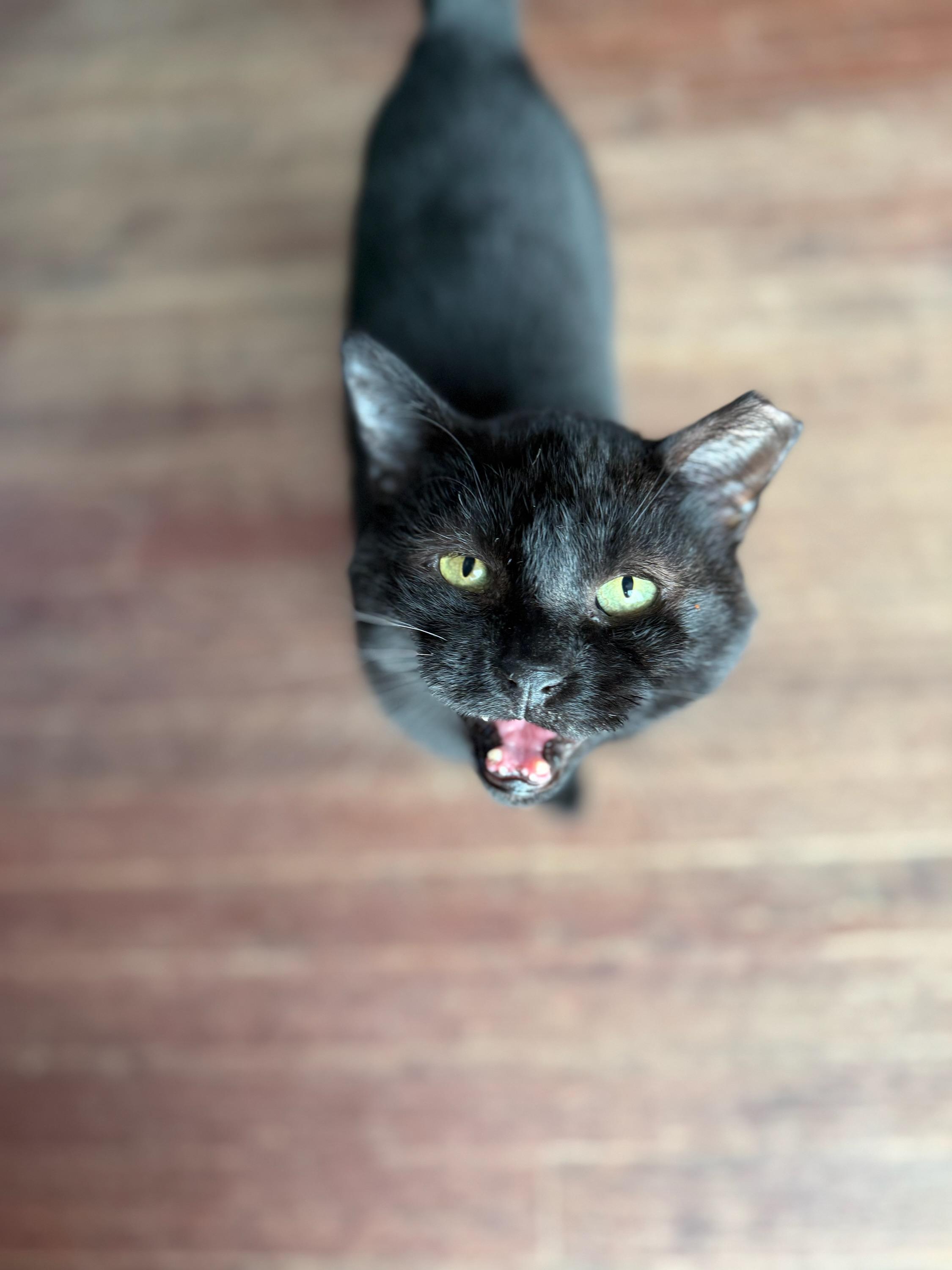 Sandwich, a Adoptable Domestic Short Hair in Gaylordsville, CT image 5/6