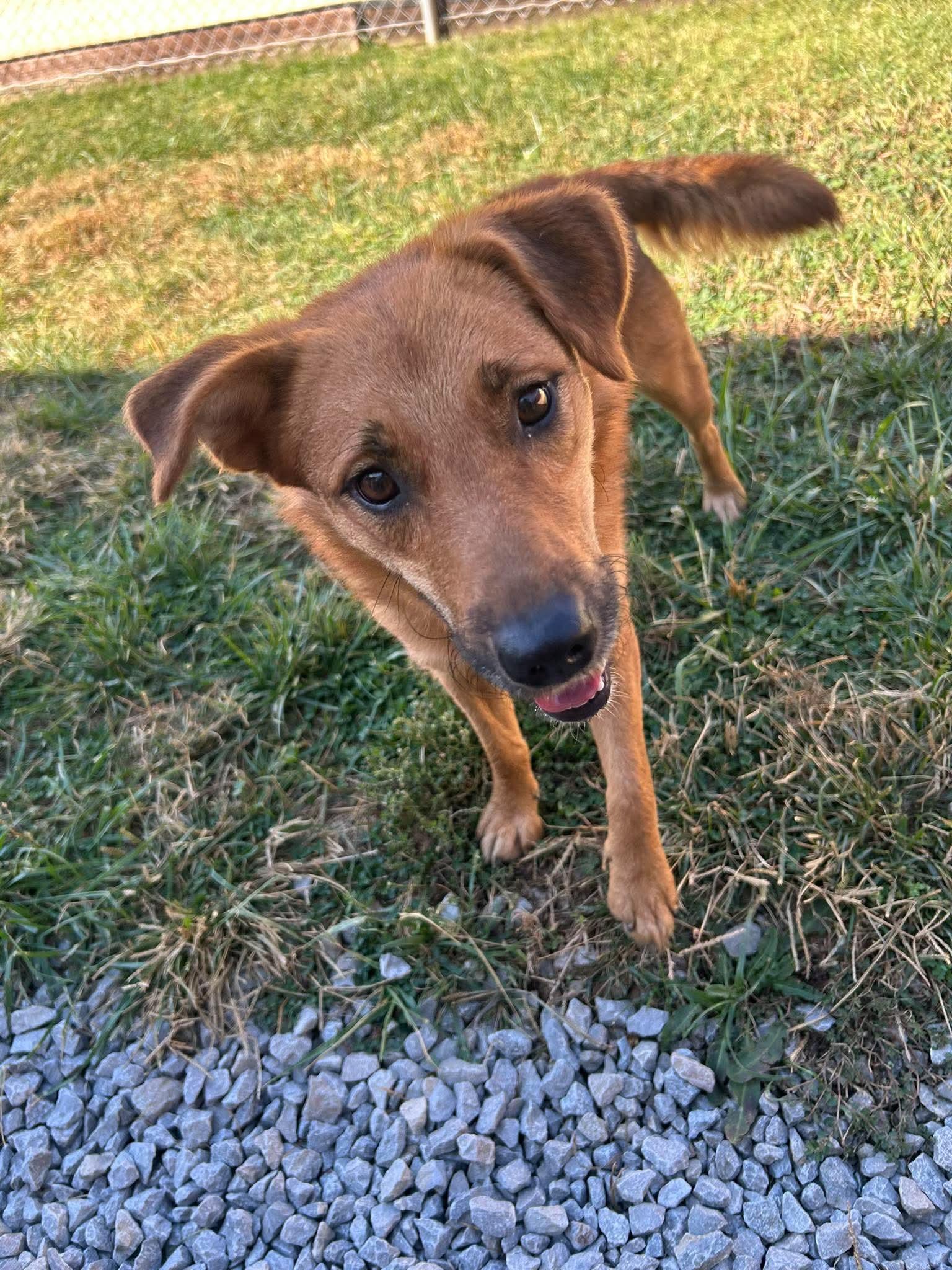 Enlarge Xela, a Adoptable Australian Shepherd in Steeleville, IL image 2/3