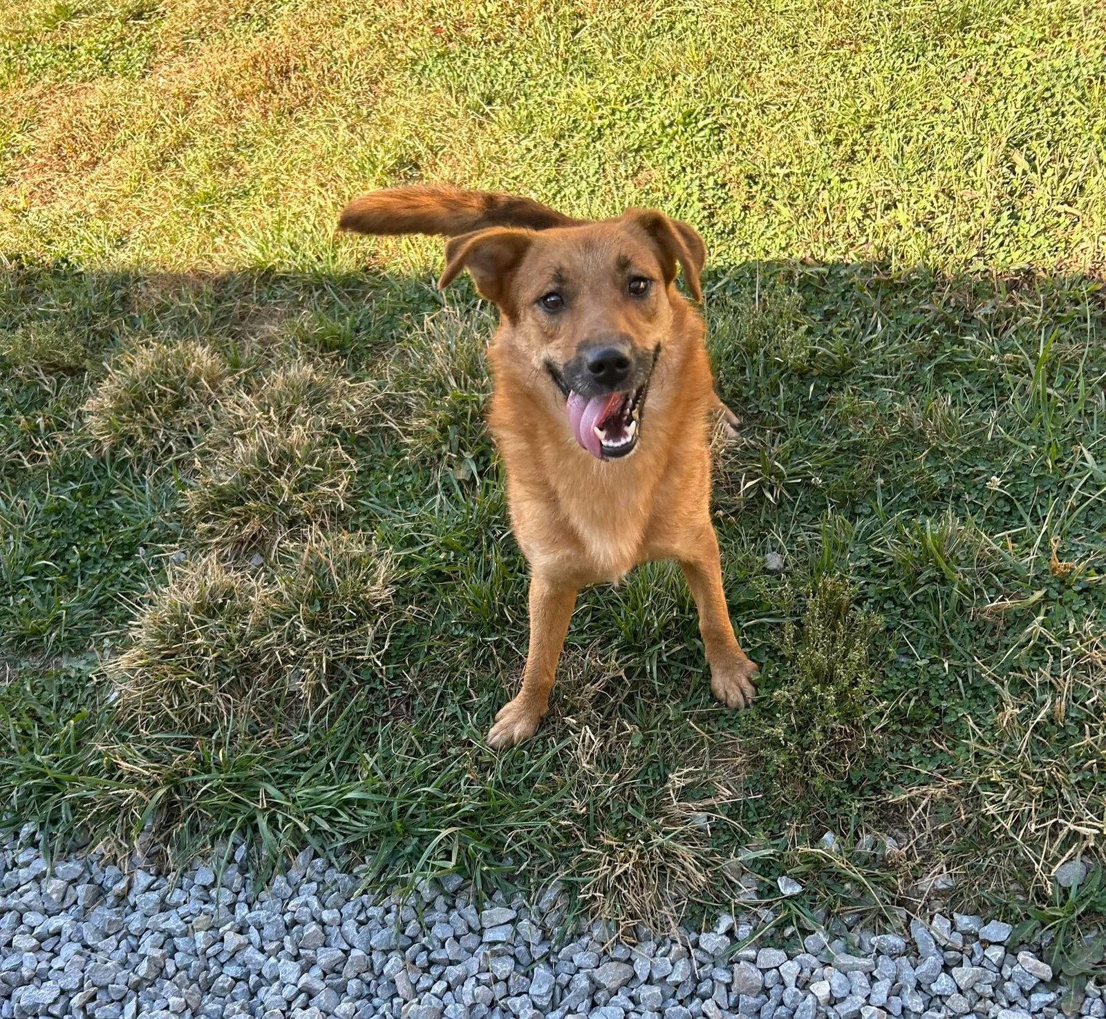 Enlarge Xela, a Adoptable Australian Shepherd in Steeleville, IL image 3/3