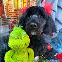 Sassy, an adopted Goldendoodle in Winchester, KY image 3/4