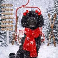 Sassy, an adopted Goldendoodle in Winchester, KY image 2/4