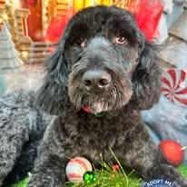 Sassy, an adopted Goldendoodle in Winchester, KY image 4/4