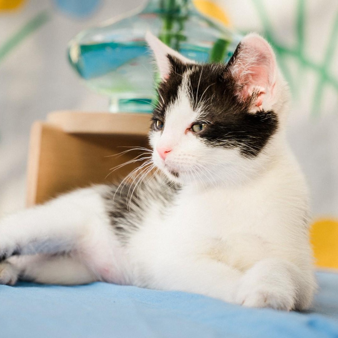 Enlarge Tiffany Kreft-Gutierrez, a Adoptable mixed breed in Denver, CO image 5/6