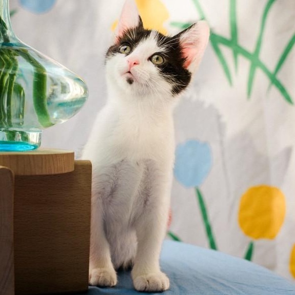 Enlarge Tiffany Kreft-Gutierrez, a Adoptable mixed breed in Denver, CO image 3/6