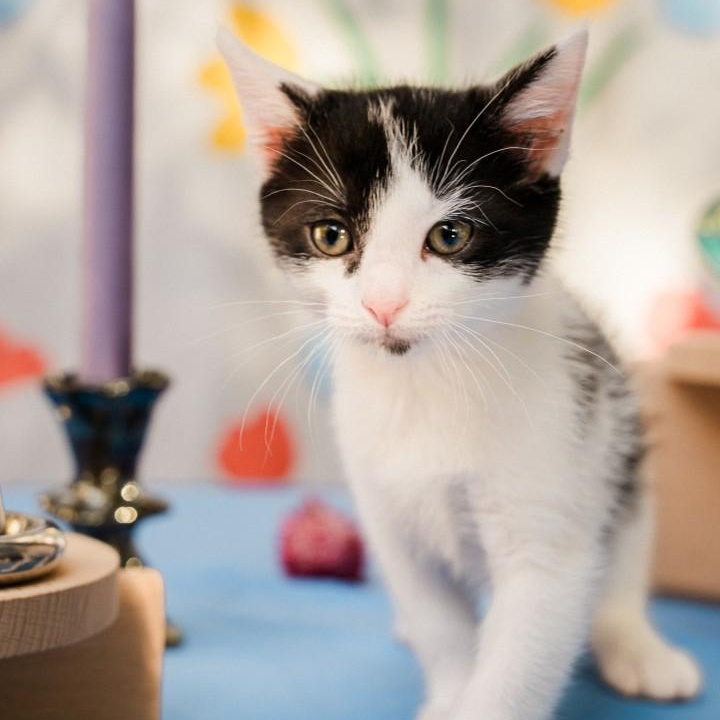 Tiffany Kreft-Gutierrez, Adoptable, Kitten Female Domestic Short Hair.