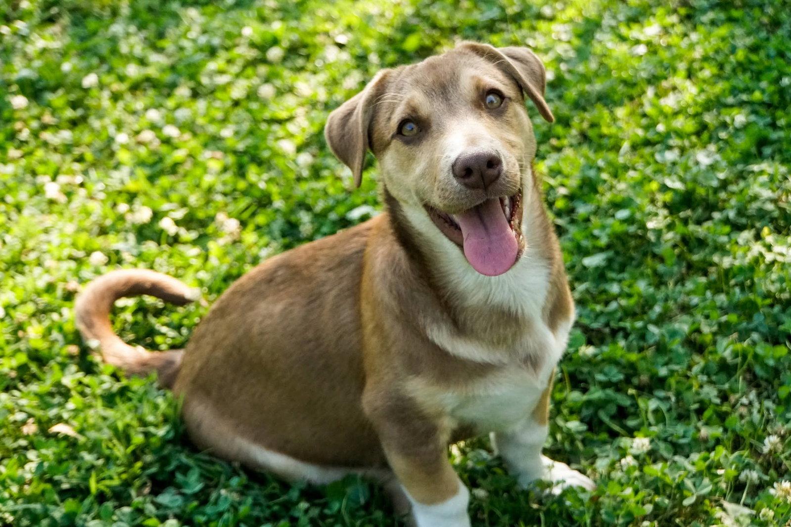 Enlarge Zeak, a Adoptable mixed breed in Elizabethtown, PA image 2/3