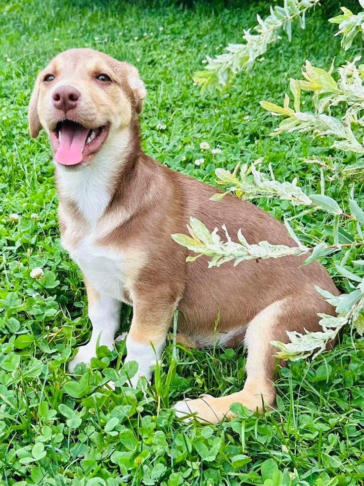 Enlarge Zeak, a Adoptable mixed breed in Elizabethtown, PA image 3/3