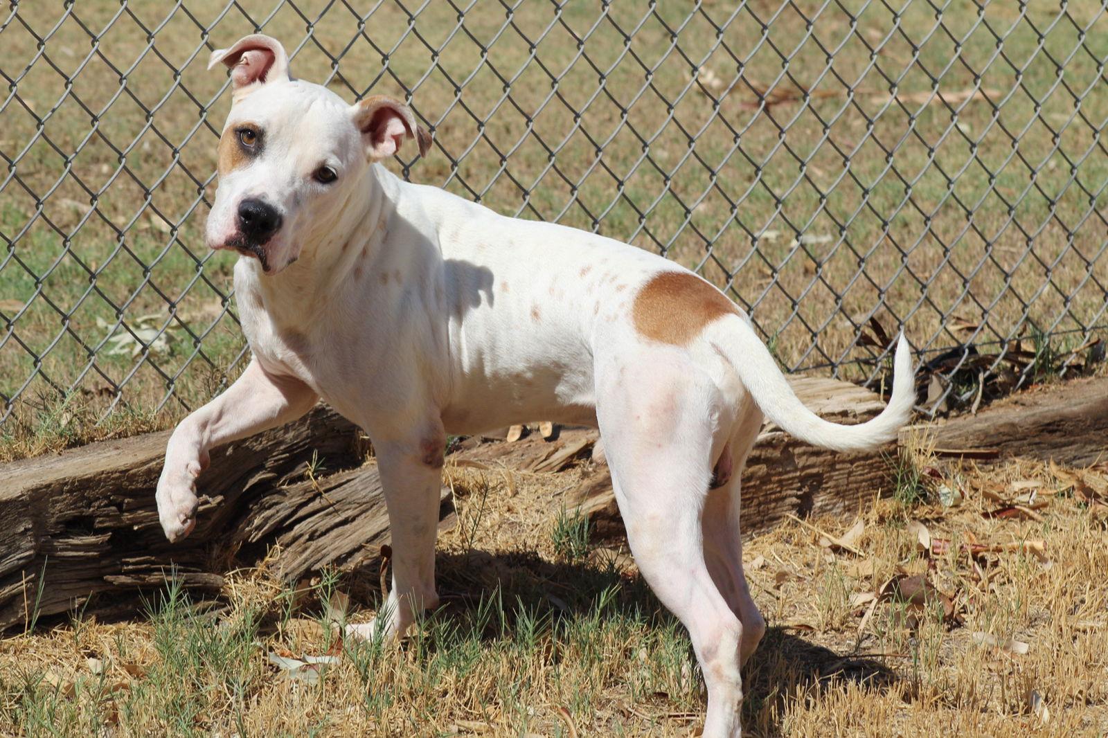 Enlarge Blitzen, a Adopted Pit Bull Terrier in El Centro, CA image 1/3