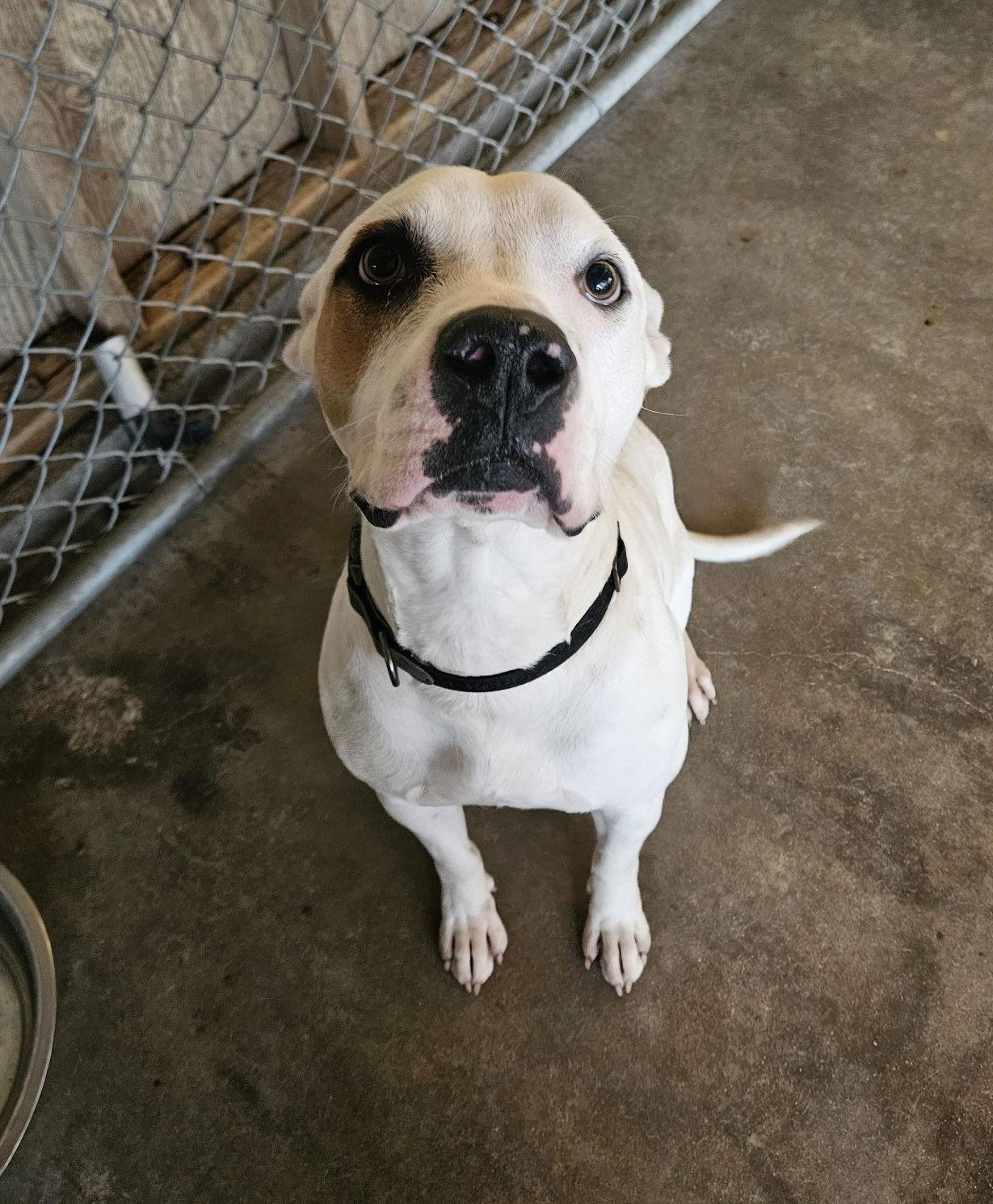 Enlarge Blitzen, a Adopted Pit Bull Terrier in El Centro, CA image 2/3