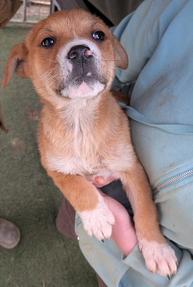 Enlarge Chocolate chip, a Adoptable mixed breed in Statesville, NC image 1/1
