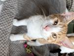Mousse, Adoptable, Young Male Domestic Short Hair.