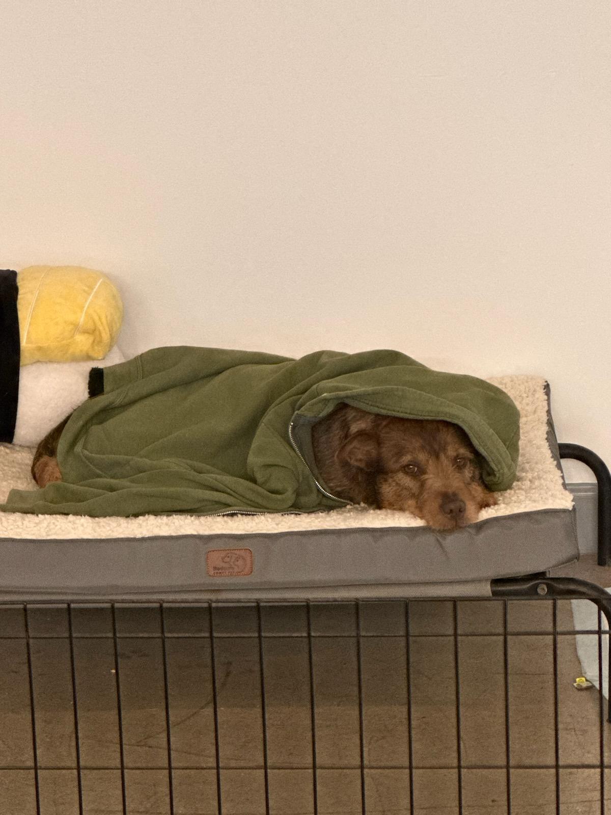 ADEEN, a Adoptable mixed breed in Concord, CA image 2/6