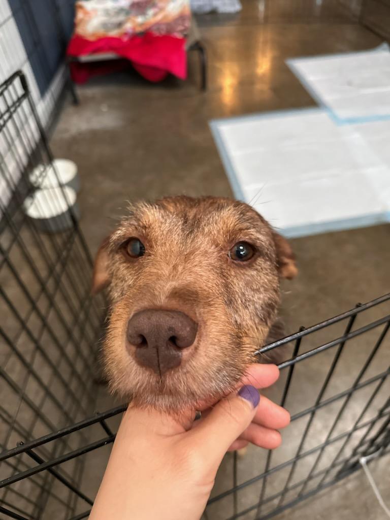 ADEEN, a Adoptable mixed breed in Concord, CA image 3/6