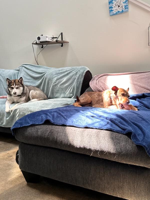 ADEEN, a Adoptable mixed breed in Concord, CA image 4/6