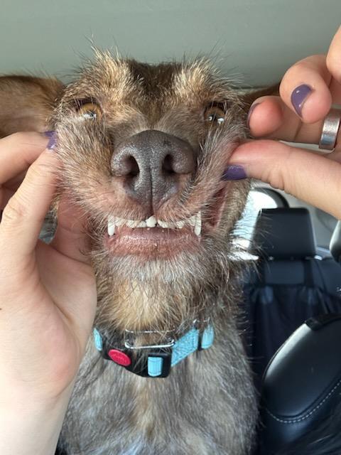 ADEEN, a Adoptable mixed breed in Concord, CA image 5/6