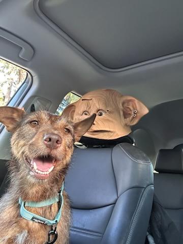 ADEEN, a Adoptable mixed breed in Concord, CA image 1/6