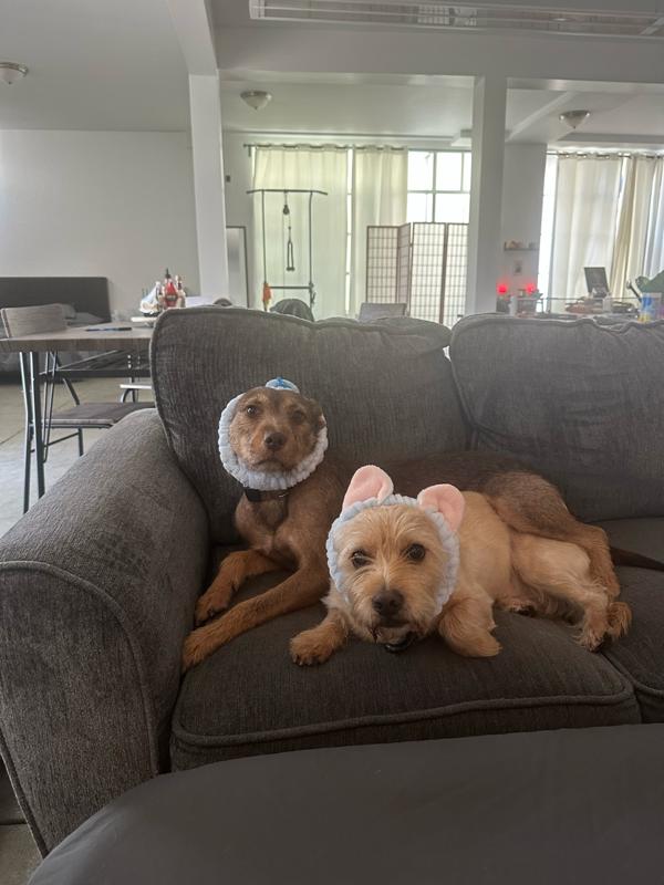 ADEEN, a Adoptable mixed breed in Concord, CA image 6/6