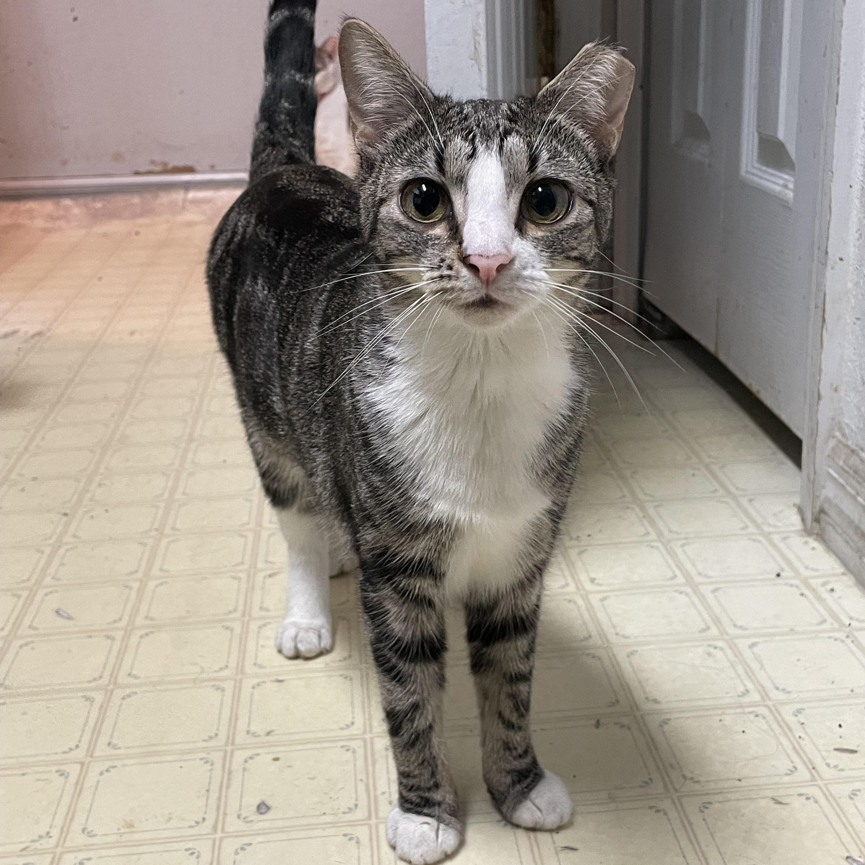 Linda, Adoptable, Young Female Domestic Short Hair.