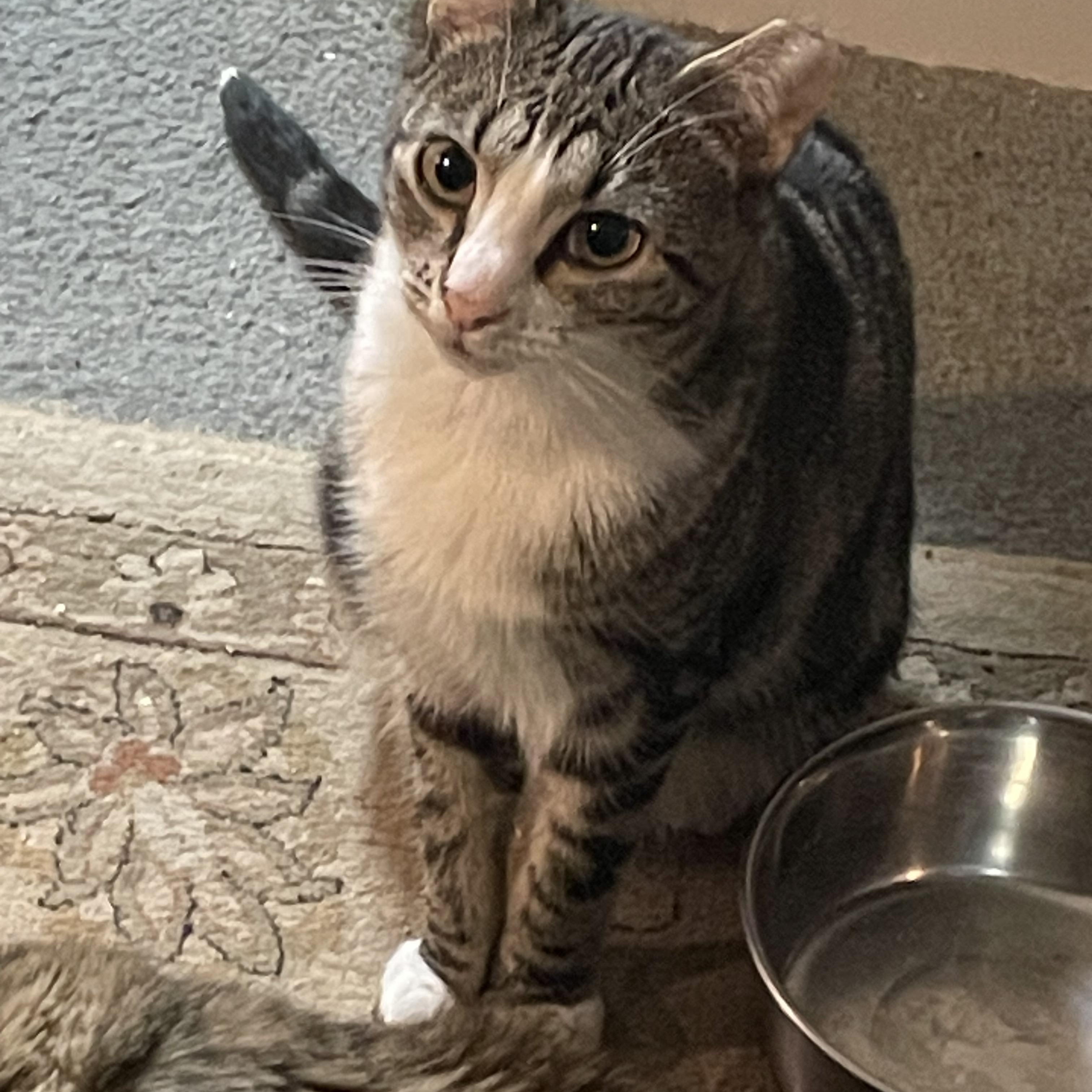 Enlarge Linda, a Adoptable Domestic Short Hair in Bonita Springs, FL image 2/2