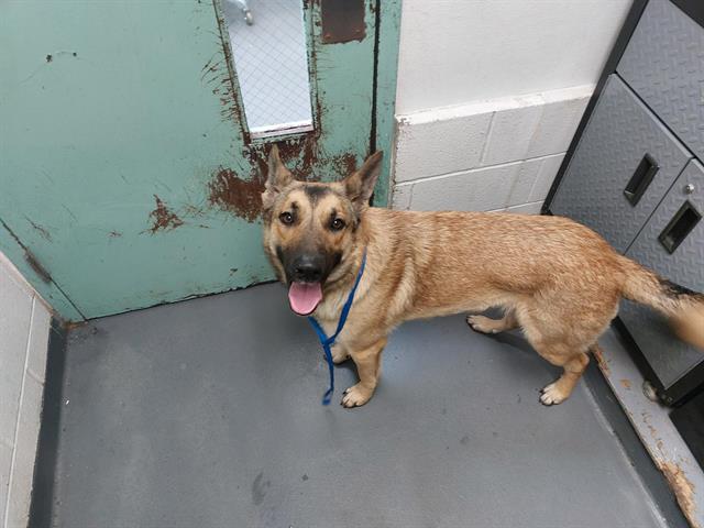Enlarge STRUDEL, a Adoptable German Shepherd Dog in Antioch, CA image 1/1