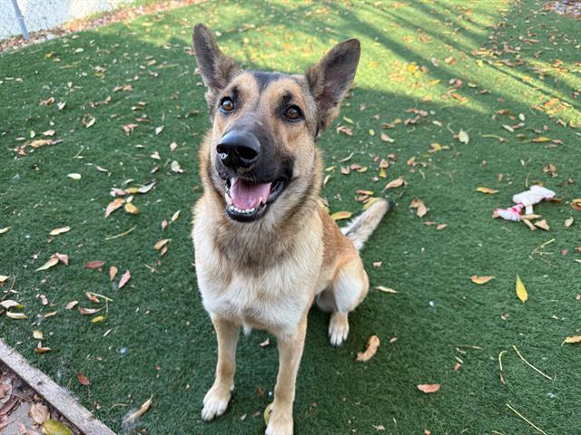 STRUDEL, Adoptable, Young Female German Shepherd Dog.
