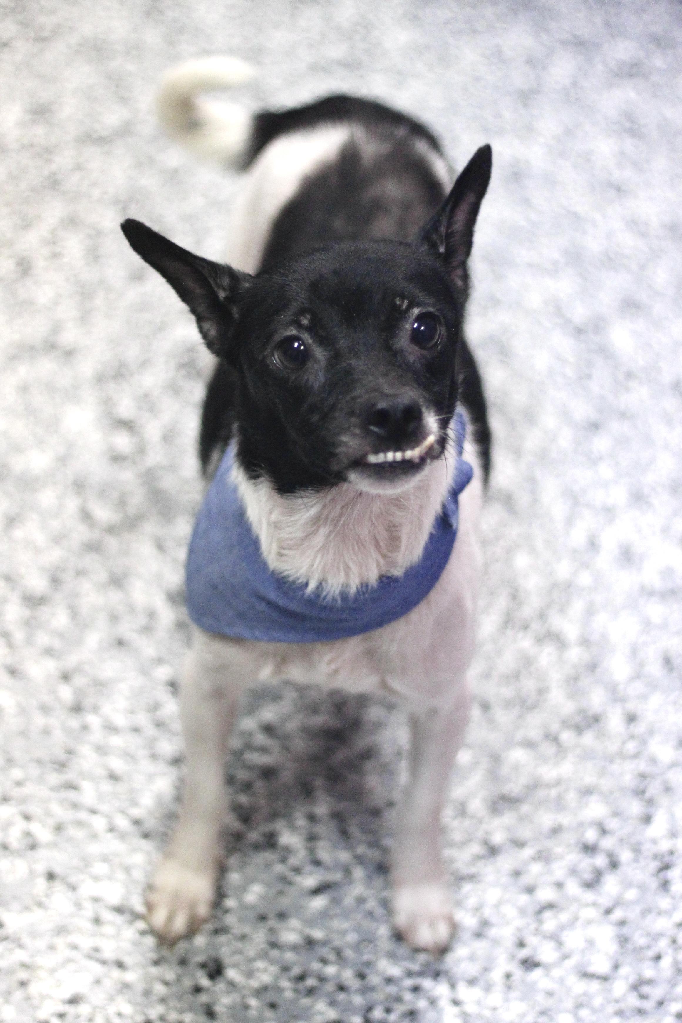 Cecelia in NH. Come Meet our Adoptable Dogs Wednesday-Saturday. More info in Bio, a ADOPTABLE mixed breed in Manchester, NH image 2/2