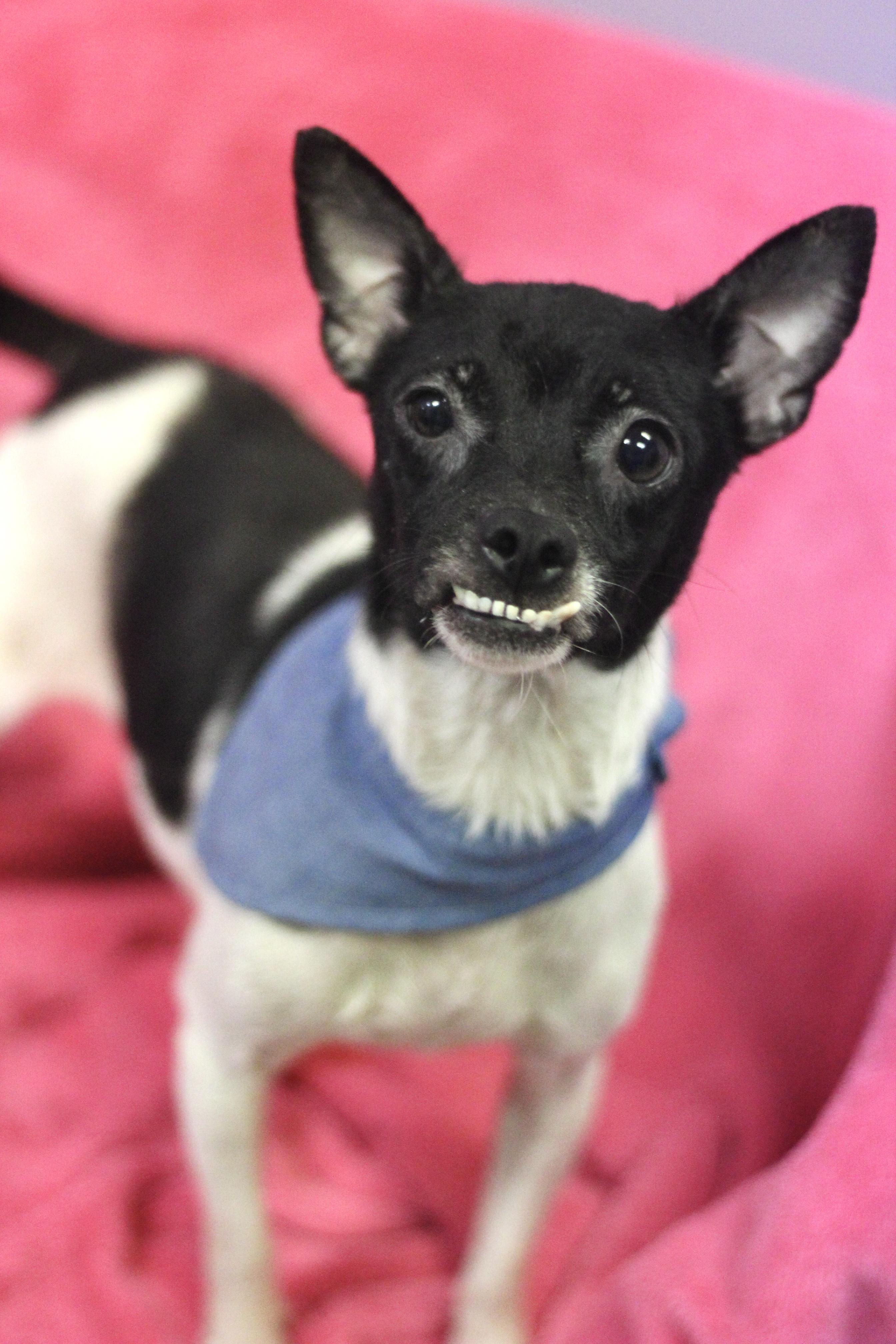 Cecelia in NH. Come Meet our Adoptable Dogs Wednesday-Saturday. More info in Bio, a ADOPTABLE mixed breed in Manchester, NH image 1/2