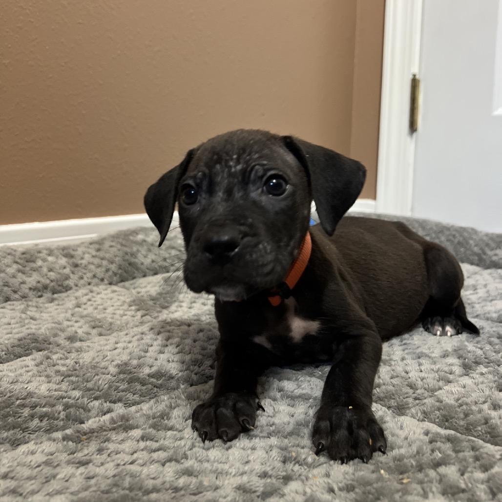 Colby (Orange collar), Adoptable, Puppy Male Catahoula Leopard Dog.