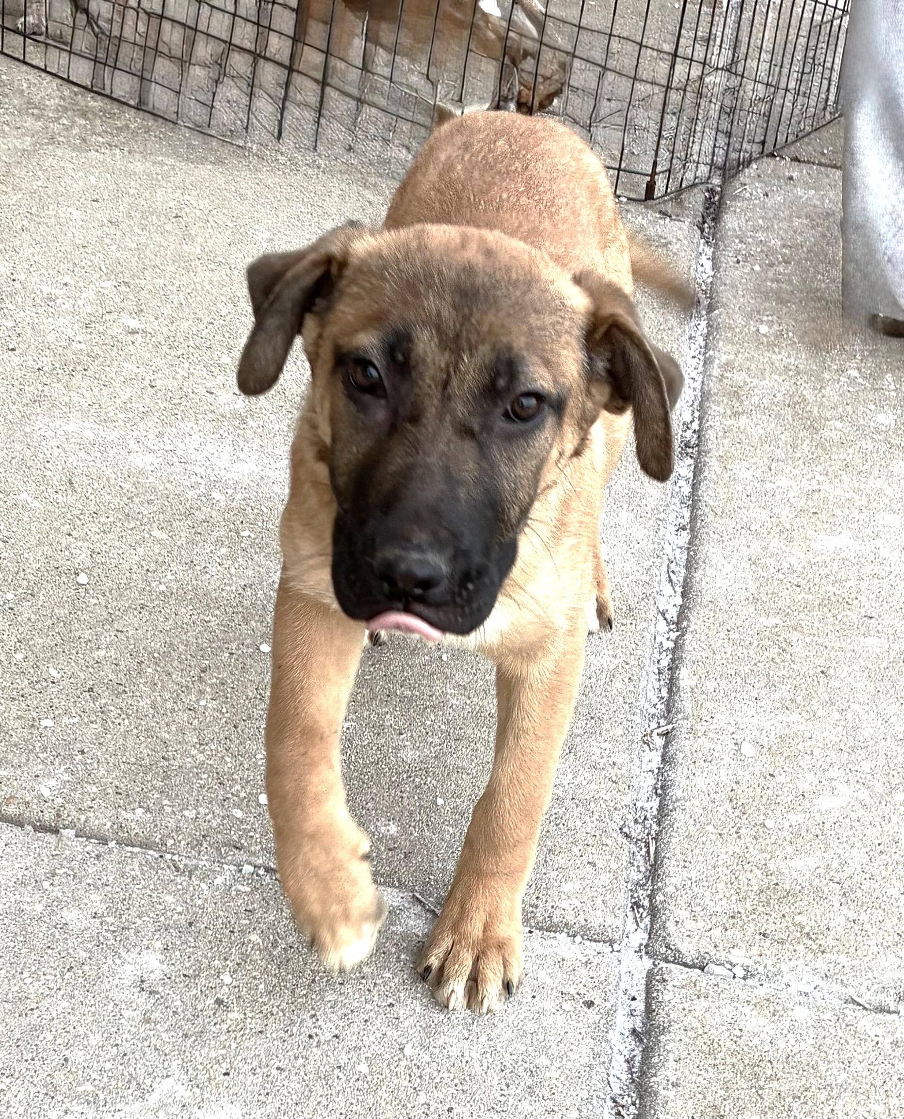 Enlarge Niwa, a Adoptable Shepherd in West Chicago, IL image 3/3