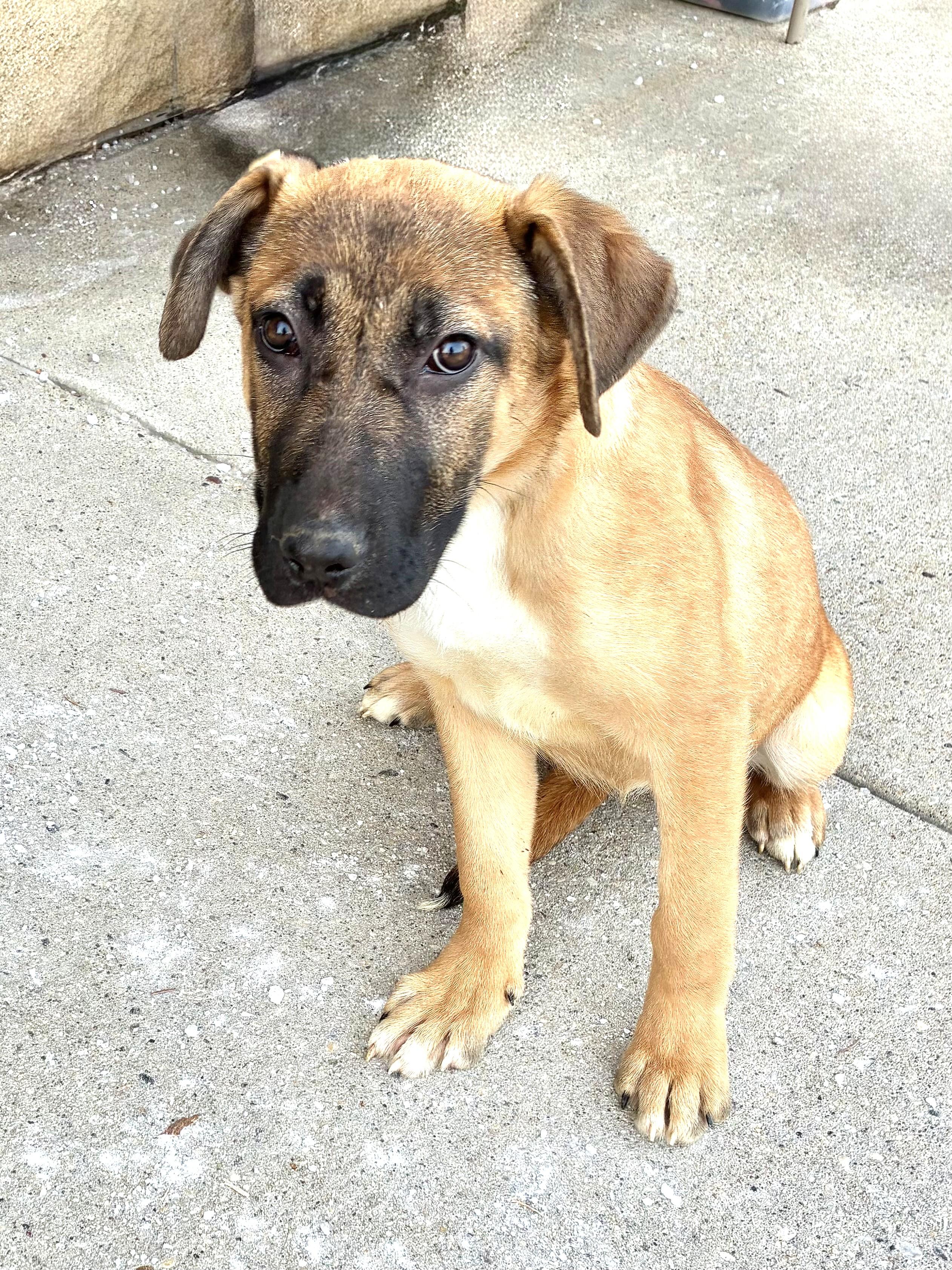 Enlarge Niwa, a Adoptable Shepherd in West Chicago, IL image 1/3
