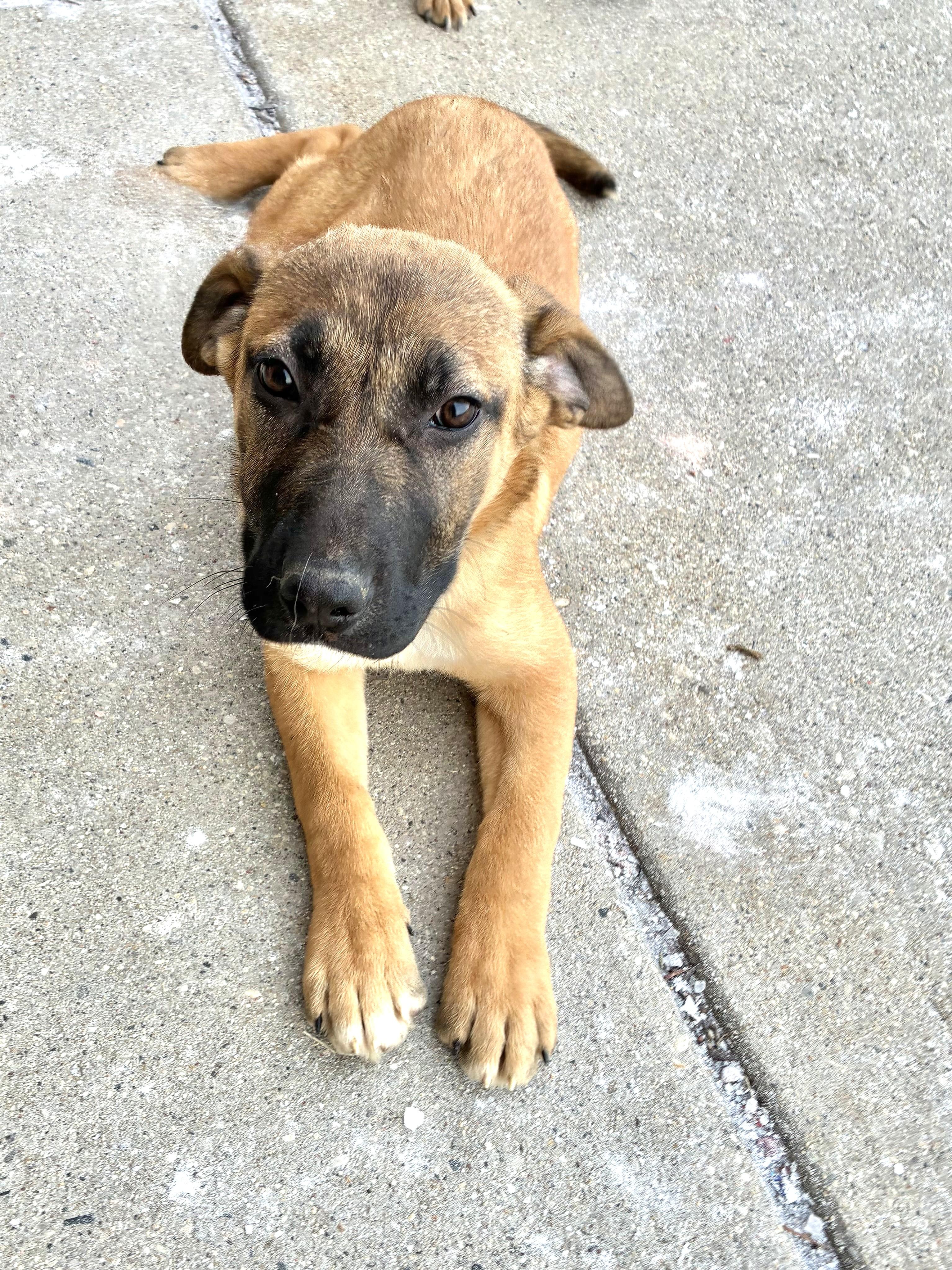 Enlarge Niwa, a Adoptable Shepherd in West Chicago, IL image 2/3
