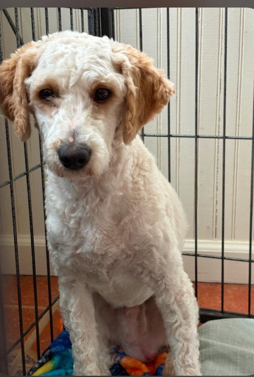 Pacey, Adoptable, Young Male Cavalier King Charles Spaniel & Poodle.