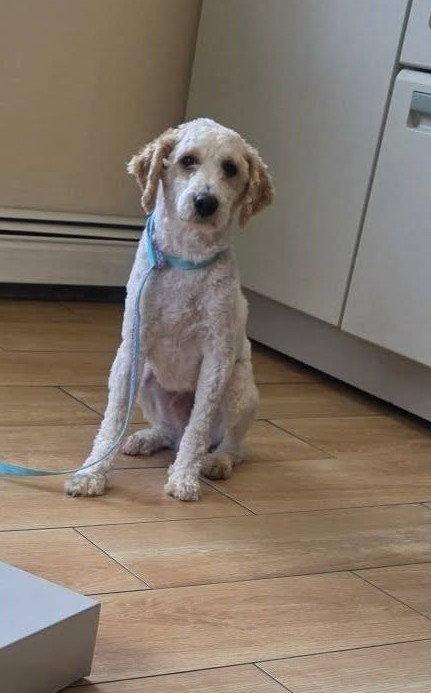 Enlarge Pacey, a Adoptable mixed breed in Tenafly, NJ image 2/3