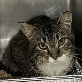 Enlarge Sandpiper, a Adoptable Domestic Medium Hair in Salt Lake City, UT image 1/3